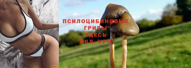 цены наркотик  Каспийск  Псилоцибиновые грибы Magic Shrooms 